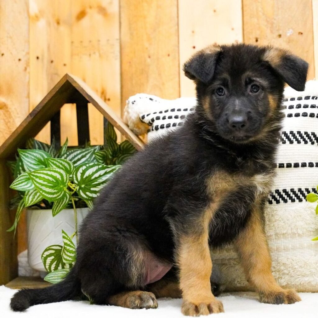 German Shepherd Puppies for Sale