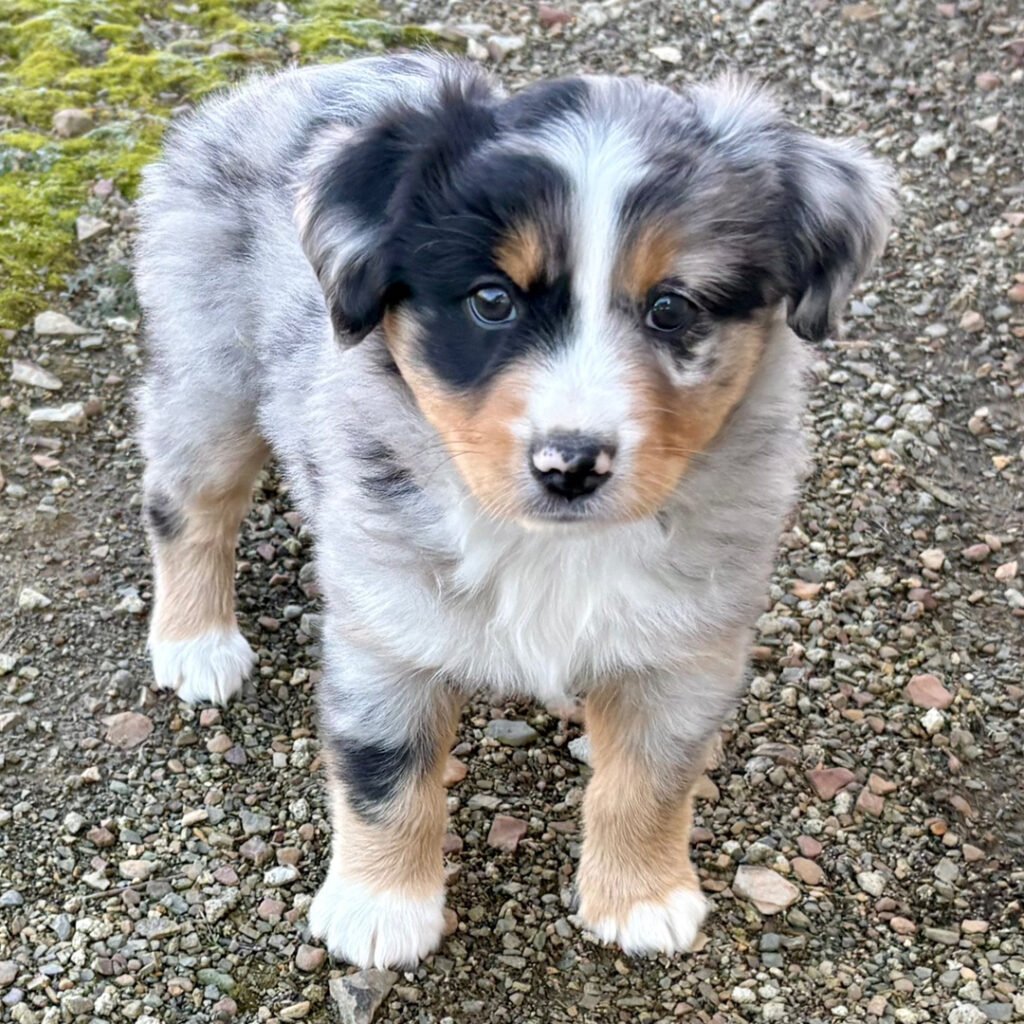 Australian Shepherd Puppyfor Sale