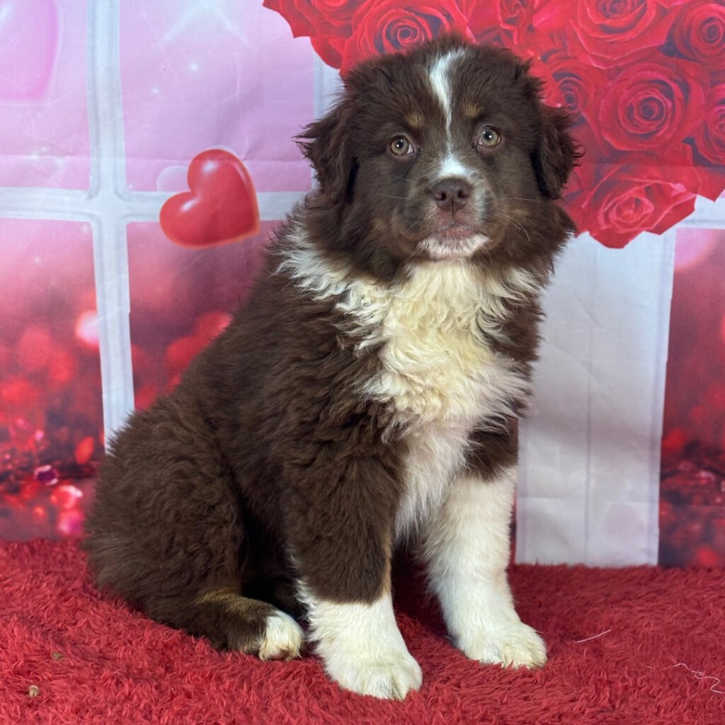 Australian Shepherd Puppies for Sale
