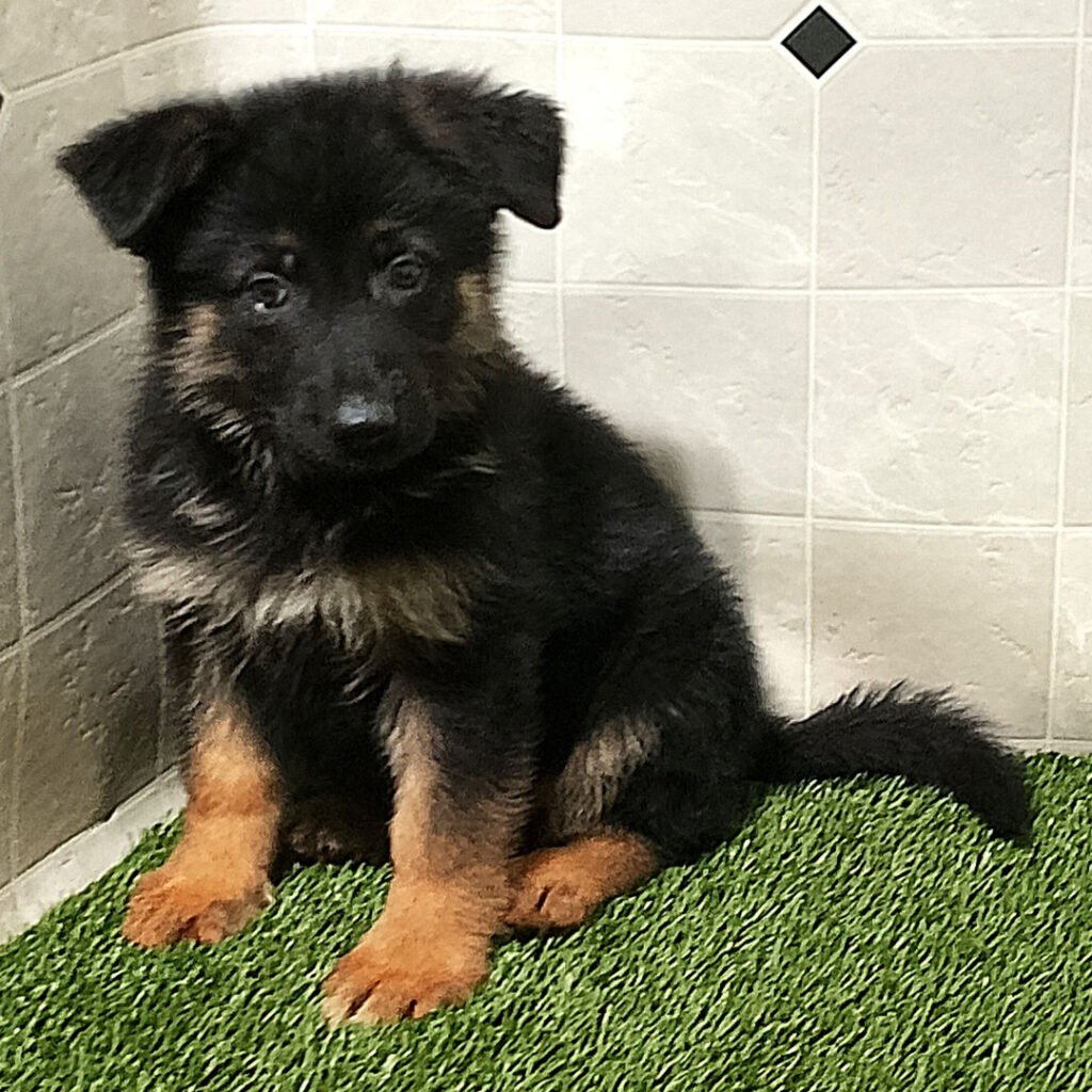 Puppies for sale