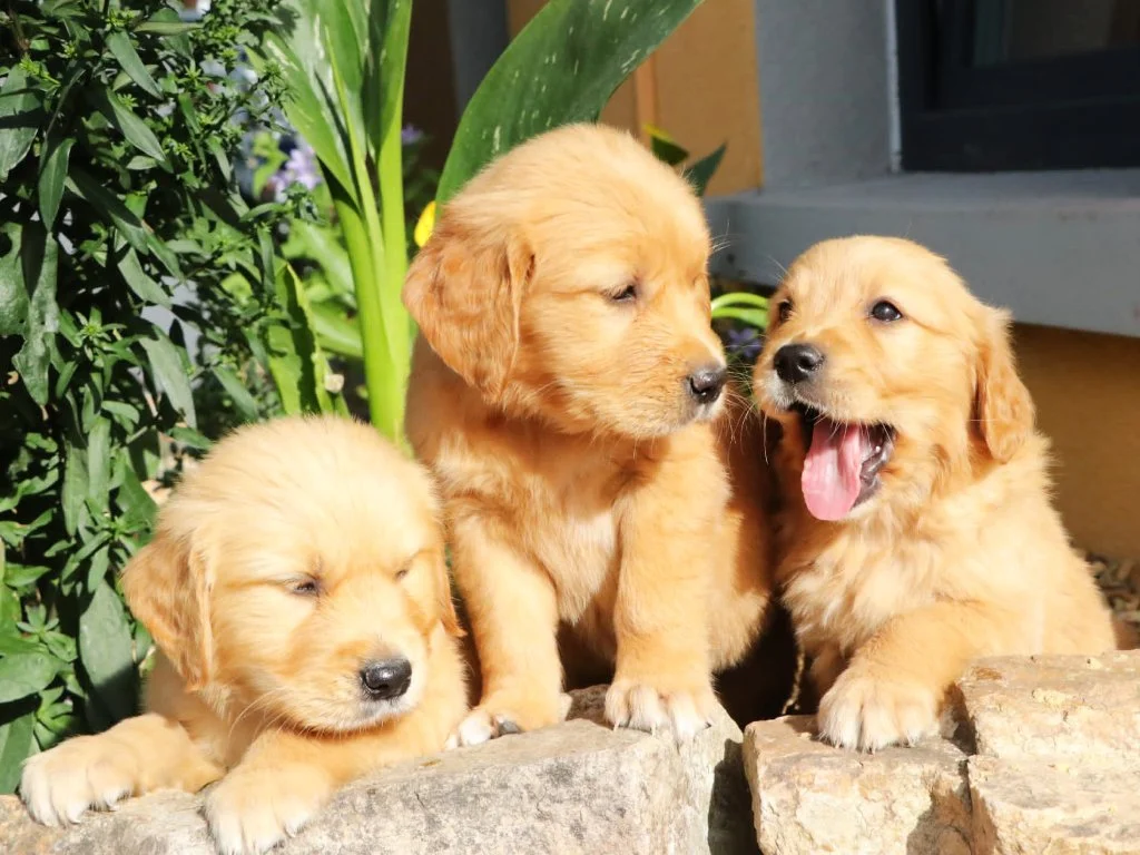 Premium Puppies