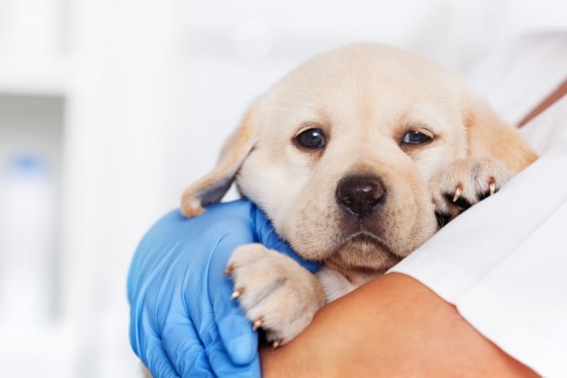 Vaccinated