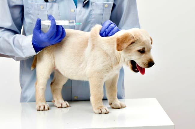 Wag Wonder Pup Health Guarantee